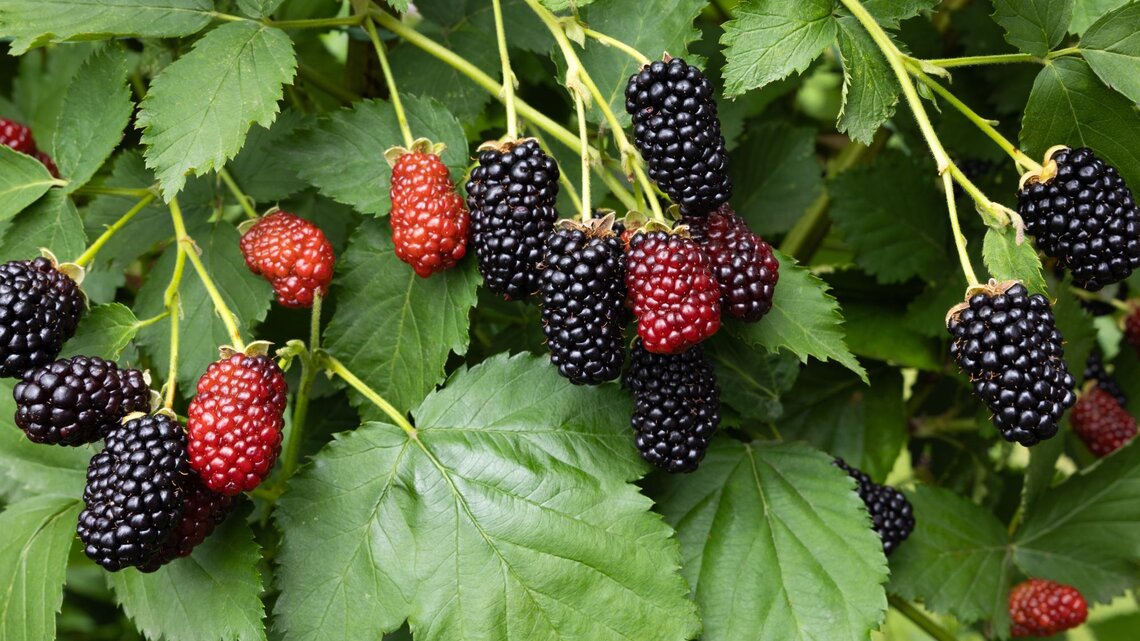 Reife und unreife Brombeeren hängen an grünen Zweigen mit kräftigen, gezackten Blättern im Tageslicht.
