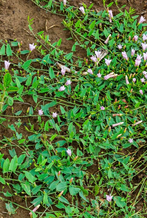Bodendeckende, grüne Pflanzen mit kleinen, rosafarbenen Blüten breiten sich über braune Erde aus.