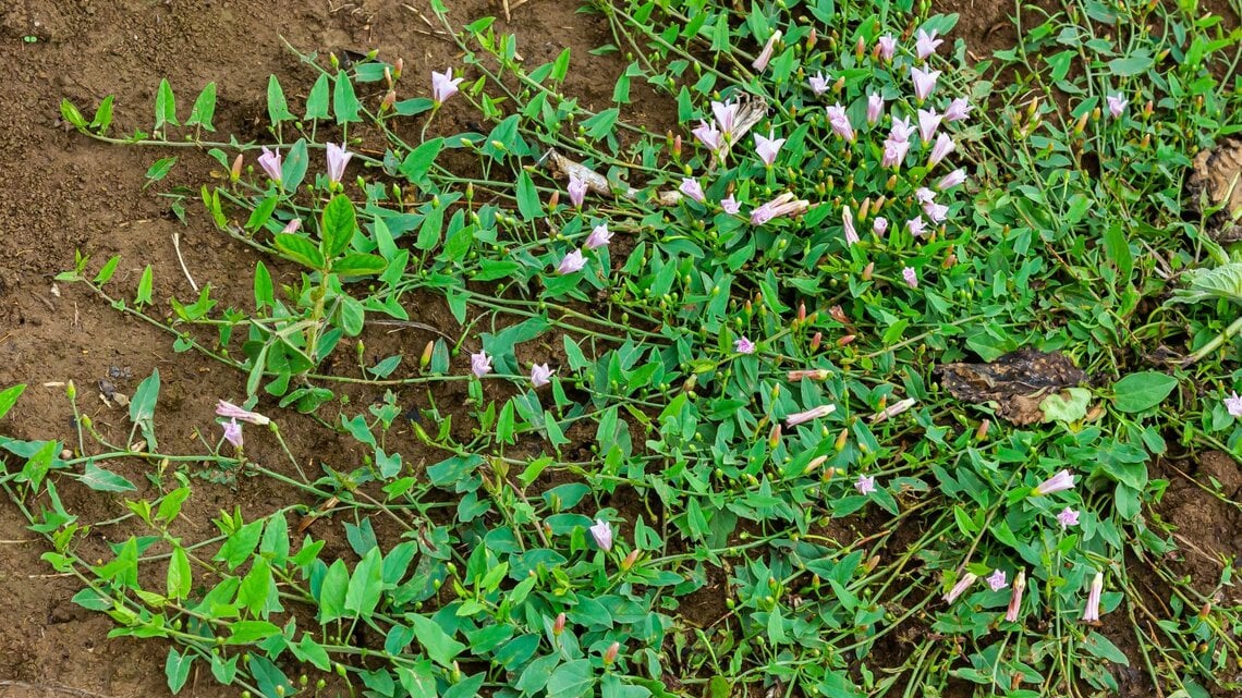 Bodendeckende, grüne Pflanzen mit kleinen, rosafarbenen Blüten breiten sich über braune Erde aus.