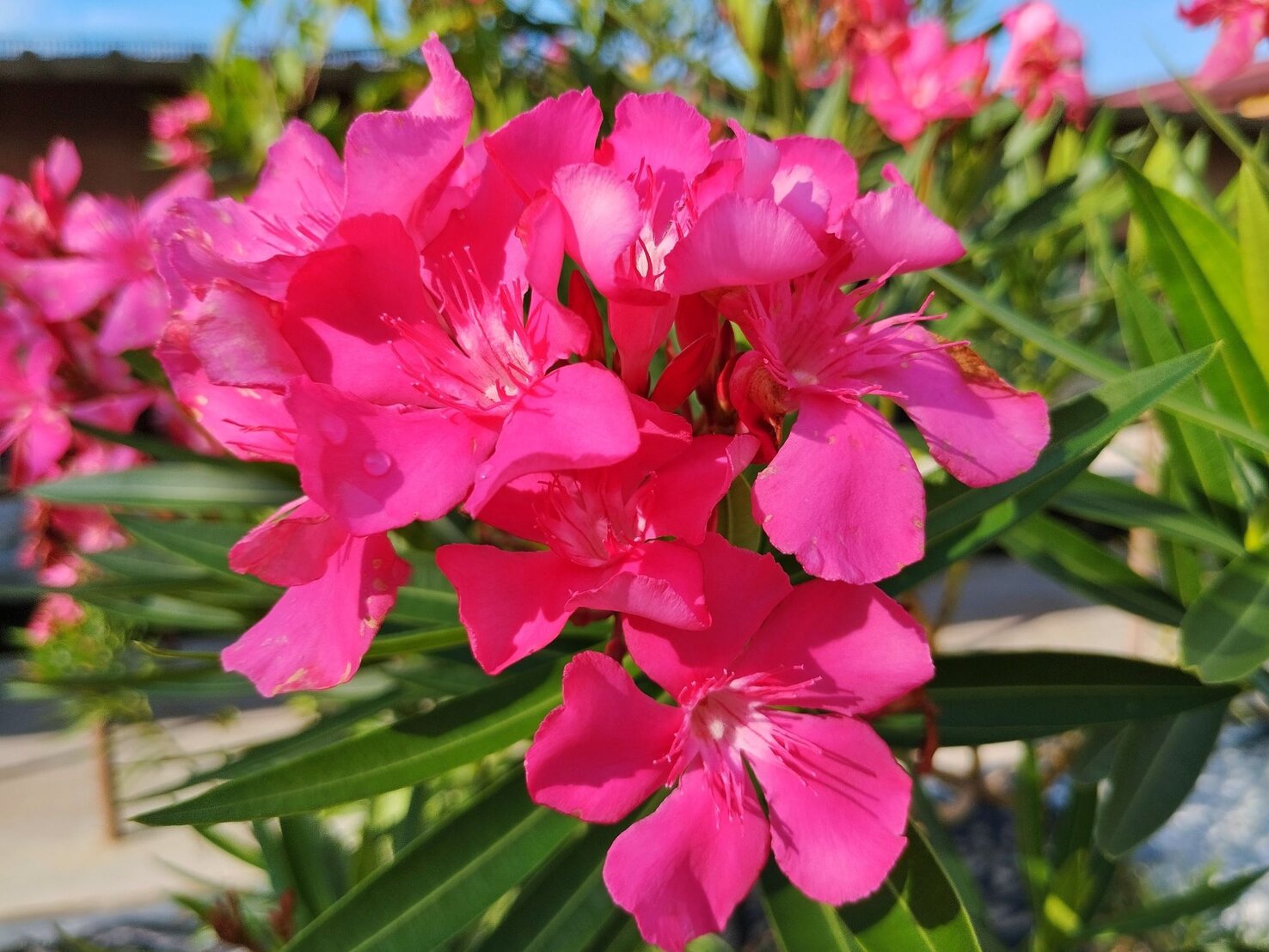 Oleander schneiden Anleitung mit Bildern