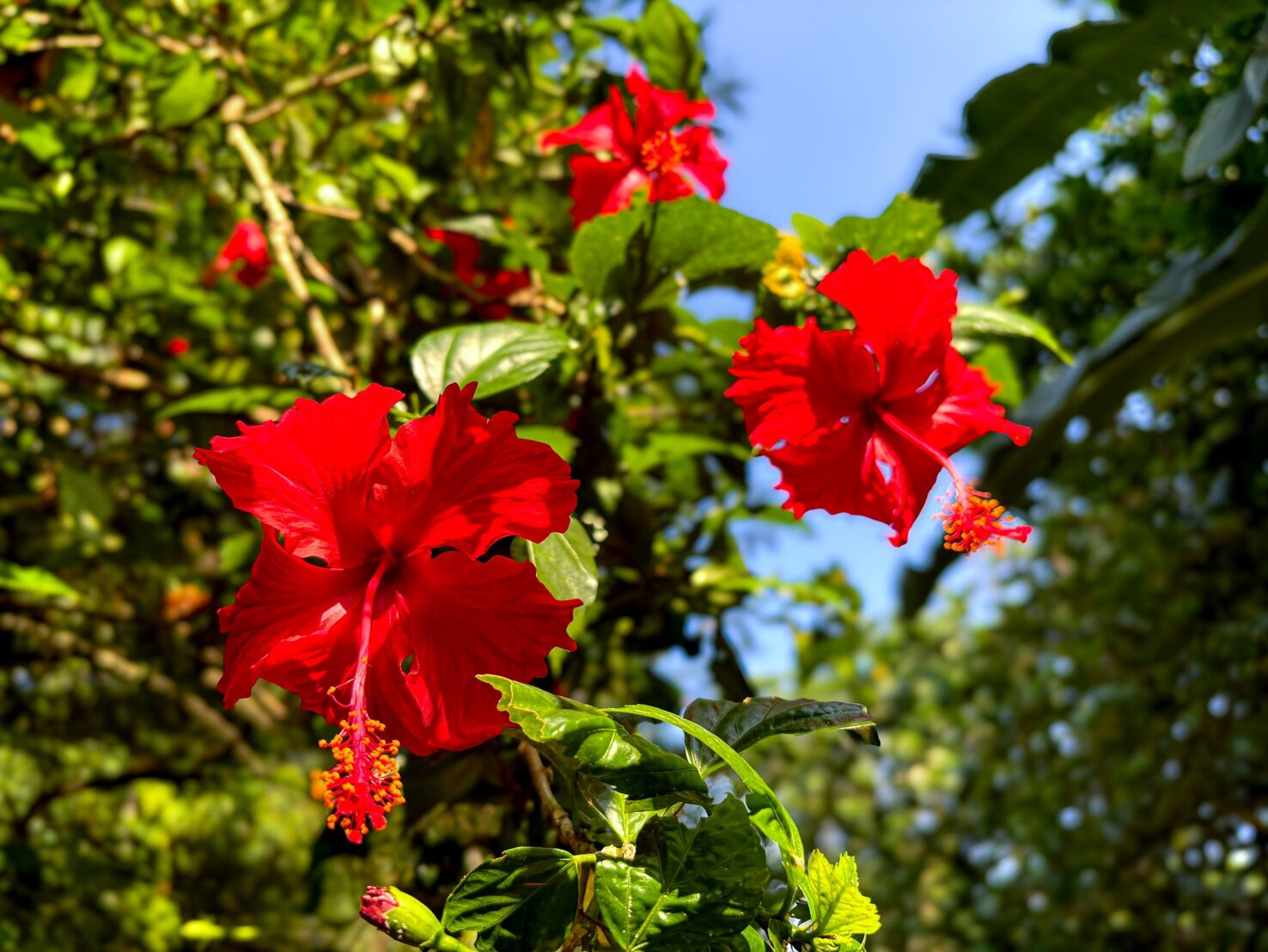 Hibiskus schneiden Mit diesen Tipps blüht er üppig