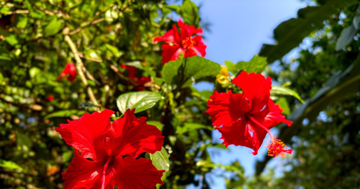 Hibiskus schneiden Mit diesen Tipps blüht er üppig