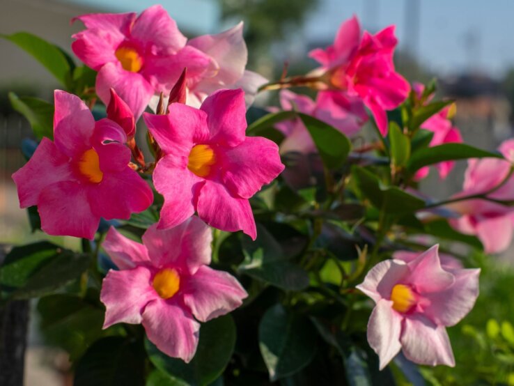 Pinke Dipladenia-Blüten mit gelbem Zentrum blühen in der Sonne vor unscharfem Hintergrund und grünem Laub.