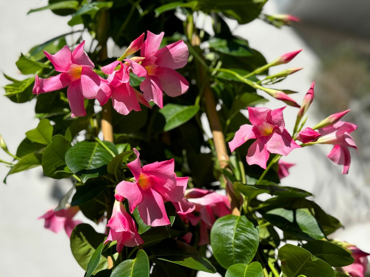 Dipladenia schneiden Tipps für eine üppige Blüte