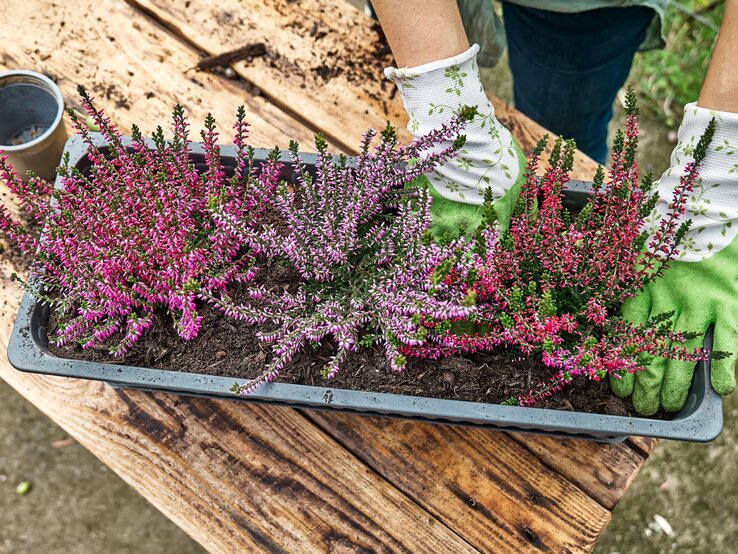 Heidekraut Herbstbepflanzung Tchibo-Set | © Shutterstock/Caterina Trimarchi Gärtner mit grünen Handschuhen pflanzt lila und pinke Heidekrautpflanzen in eine graue Pflanzschale auf einem Holztisch. | © Shutterstock/Caterina Trimarchi