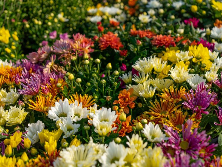 Chrysantheme Herbstbepflanzung Tchibo-Set | © Shutterstock/foto_molka Ein farbenfrohes Beet aus Chrysanthemen in Gelb, Weiß, Orange, Lila und Rosa erblüht unter der Herbstsonne. | © Shutterstock/foto_molka