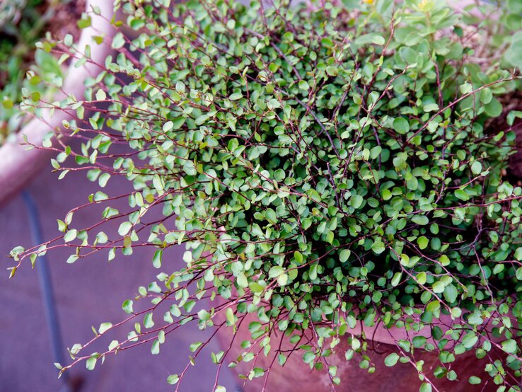 Mühlenbeckia Herbstbepflanzung Tchibo-Set | © Shutterstock/Itsunfotos Dichter Strauch mit kleinen, runden, grünen Blättern auf roten Zweigen in einem Terrakottatopf auf einer Terrasse. | © Shutterstock/Itsunfotos
