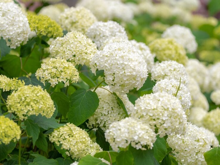 Weiße und hellgrüne Hortensienblüten blühen dicht an dicht in einem sonnigen Garten, umgeben von sattem grünen Laub.