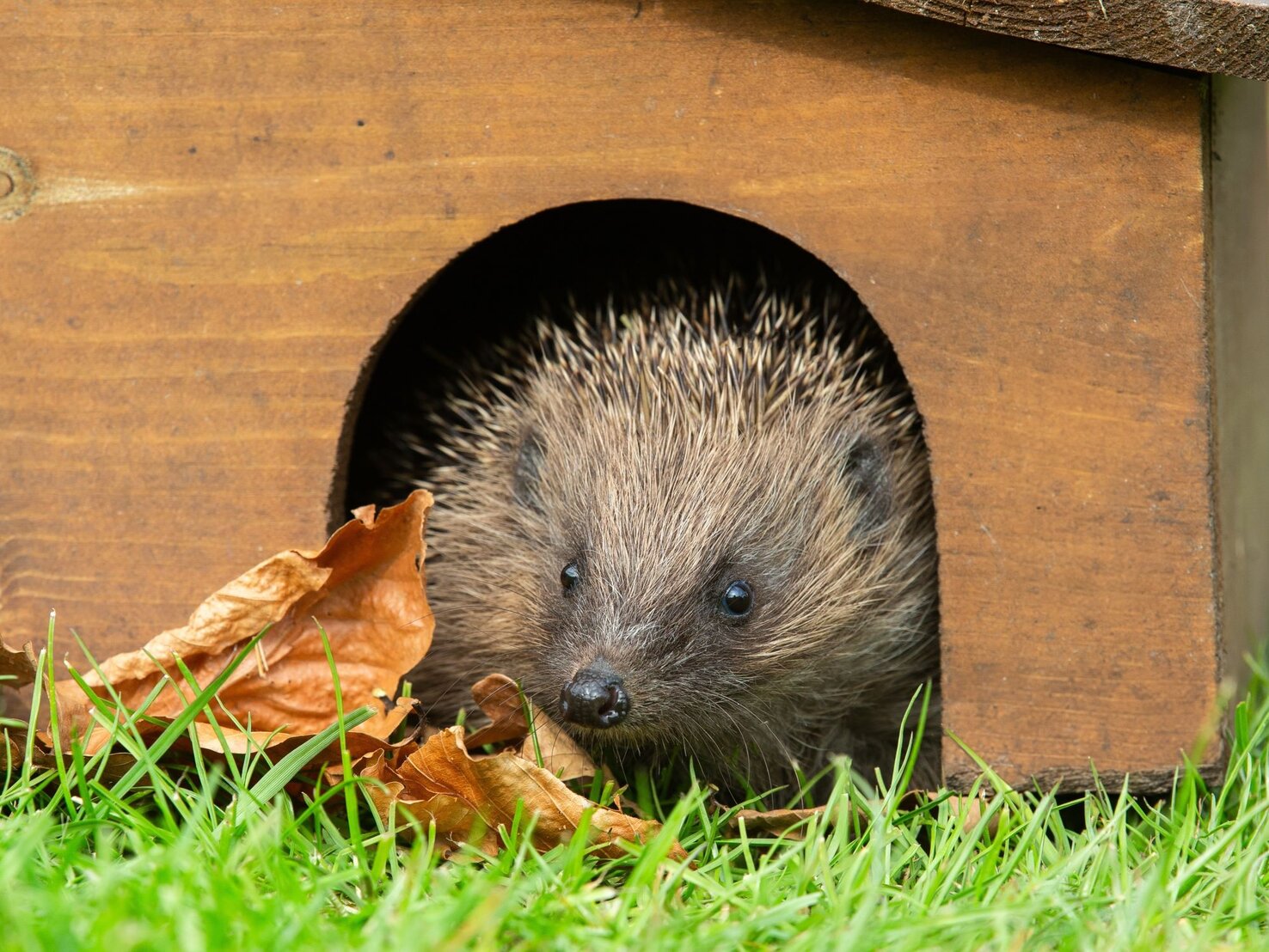 Igel im Garten Mit diesen Tricks lockst du ihn in dein Igelhaus