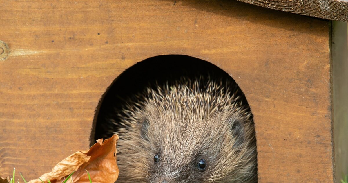 Igel Highway Garten-Portal - Einfache Montage Für Igelfreundliche Zäune