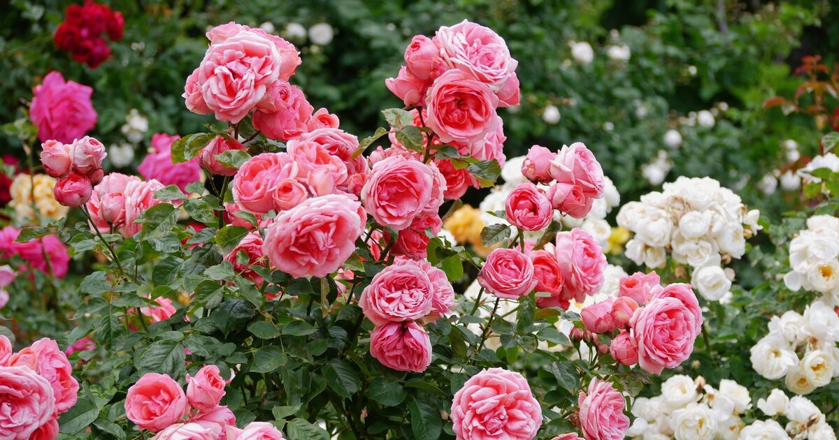 Rosen vermehren Was du jetzt für doppelte Blütenpracht tun kannst