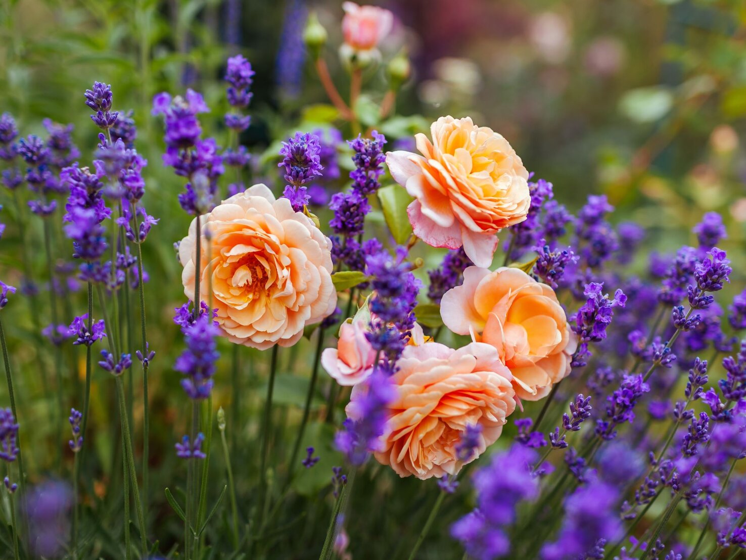 Rosen umpflanzen HerbstTipp für eine üppige Blüte im nächsten Jahr