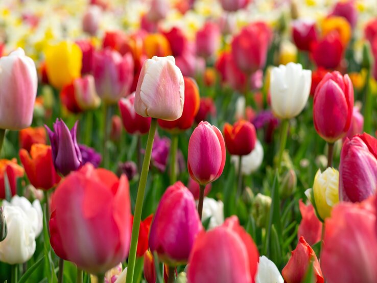 Tulpenzwiebeln pflanzen So blüht dein Garten im Frühling üppig