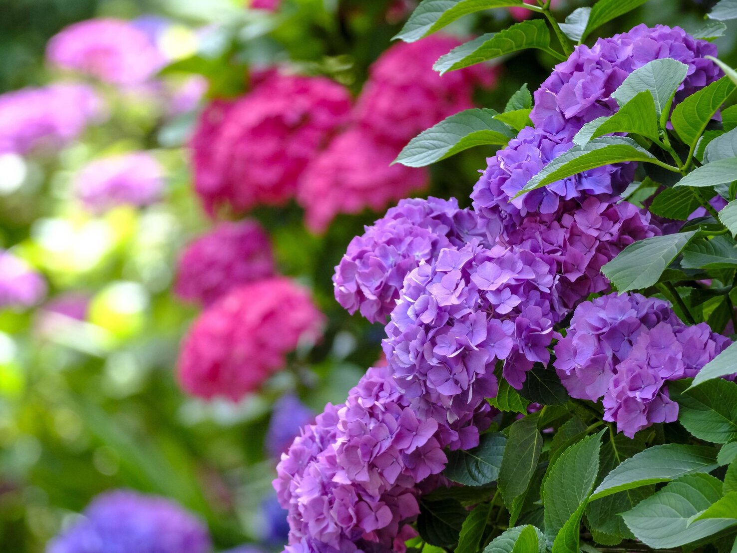 Hortensien umpflanzen Gartenarbeit für eine üppigere Blüte