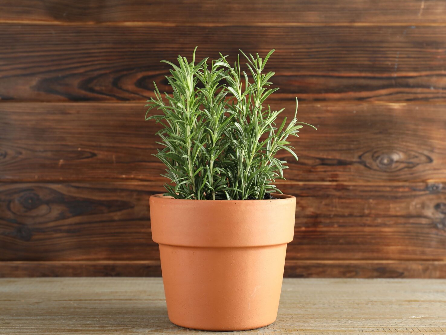 Rosmarin überwintern Mit diesem MiniGewächshaus von Lidl