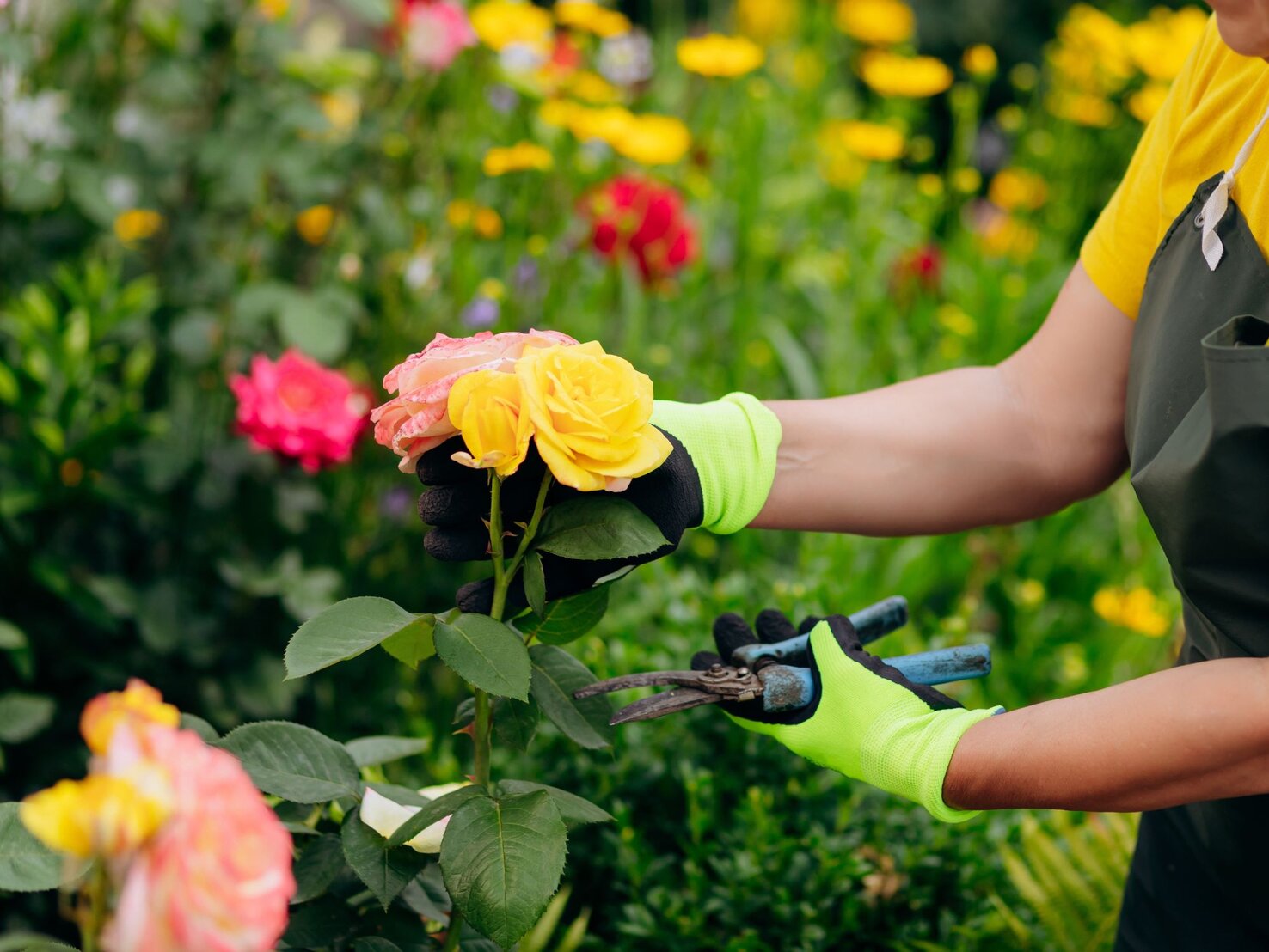 Hibiskus schneiden Mit diesen Tipps blüht er üppig
