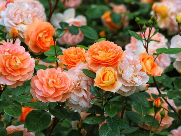 Üppig blühende Strauchrosen in zarten Apricot- und Pfirsichtönen mit grünen Blättern im Garten.