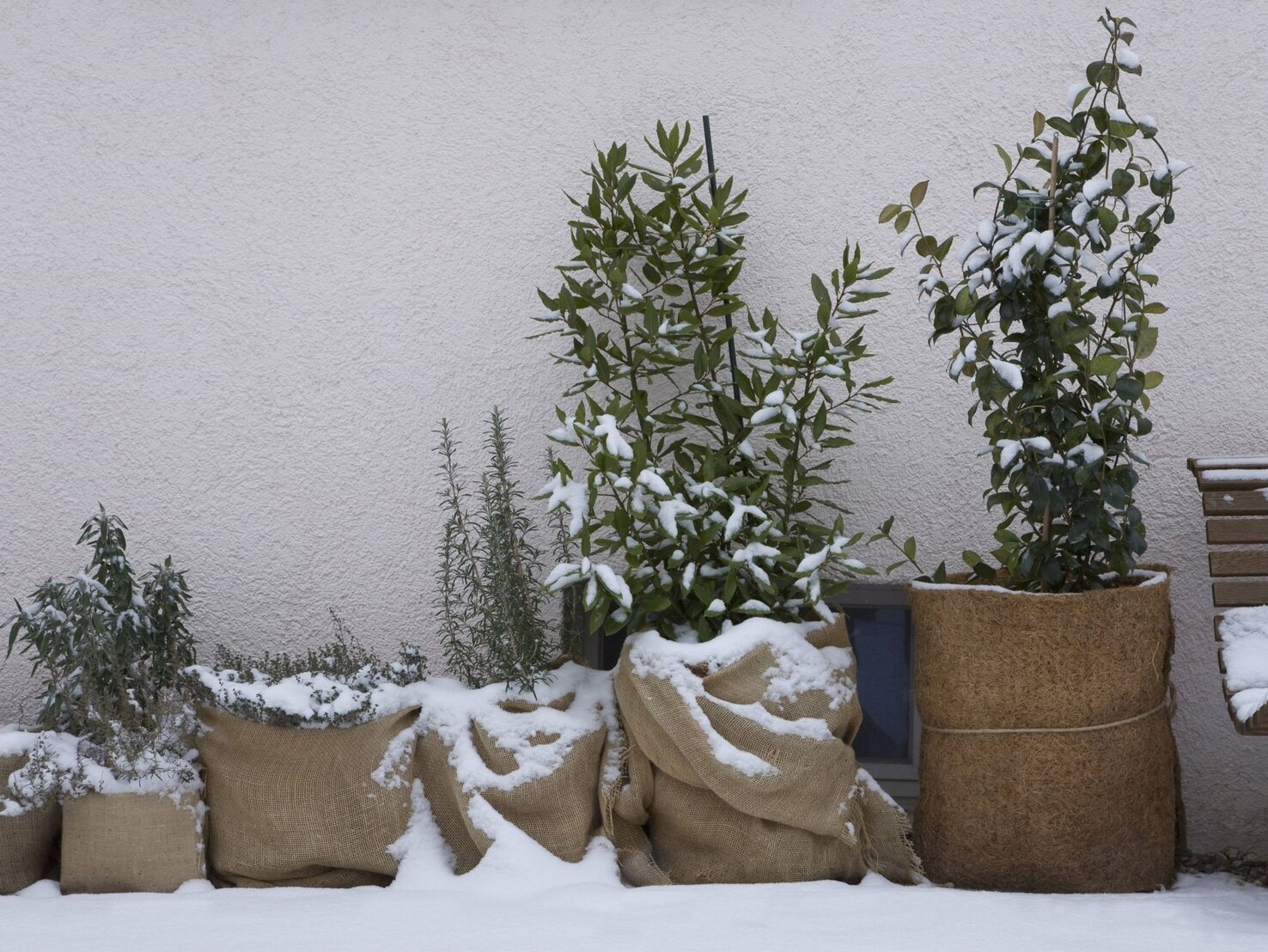 Wandelröschen überwintern Mit diesem Trick kann es draußen bleiben