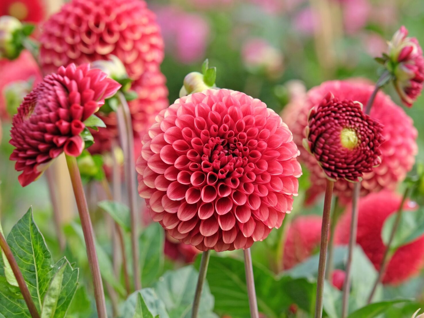 Dahlien überwintern Mit diesem Trick überstehen sie den Frost