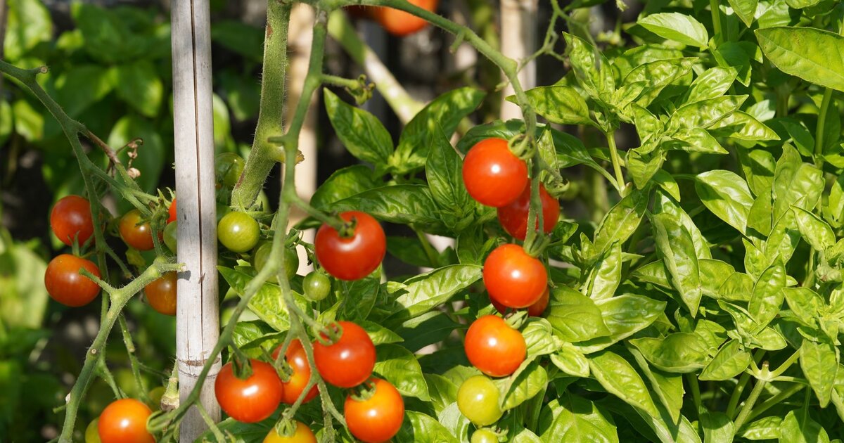 Tomatensorten für Hobbygärtner Pflegeleicht & ertragreich
