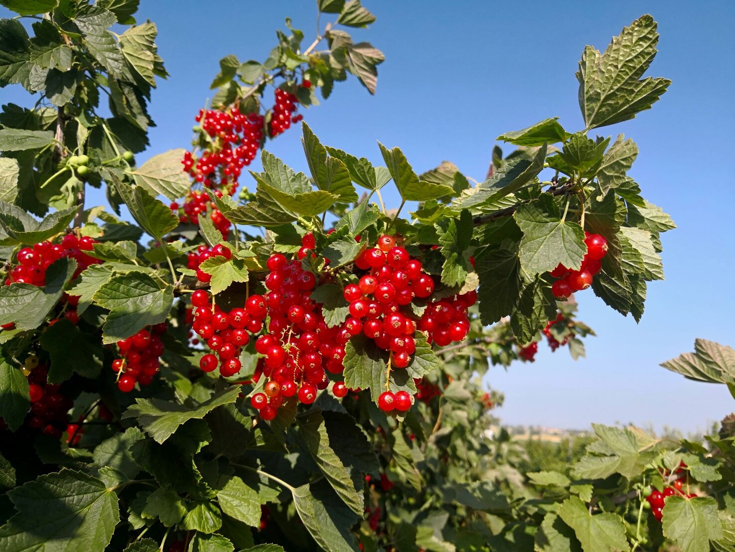 Johannisbeeren schneiden Frühjahrspflege für üppige Ernte