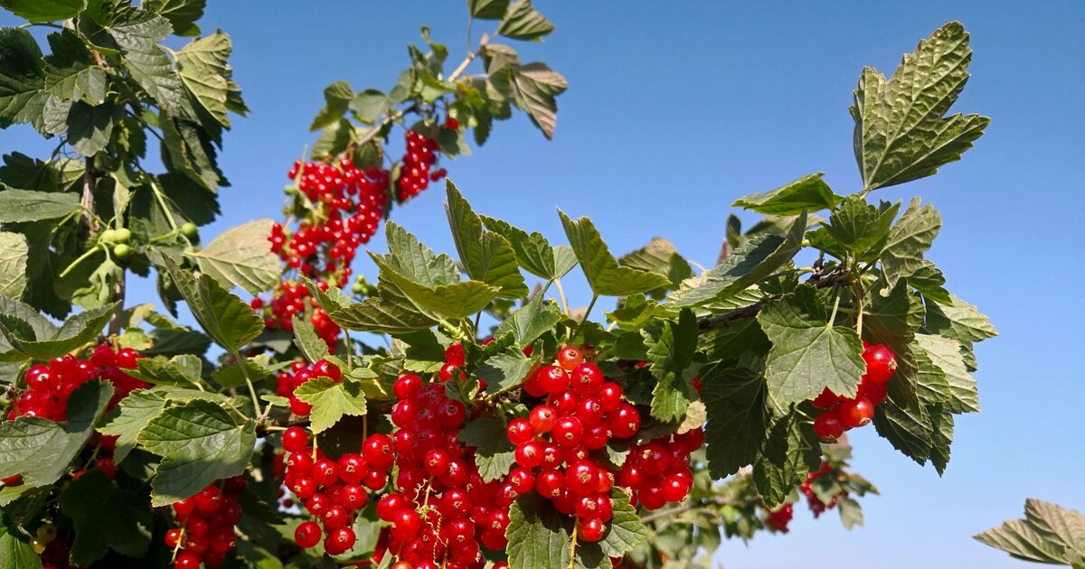 Johannisbeeren schneiden Frühjahrspflege für üppige Ernte