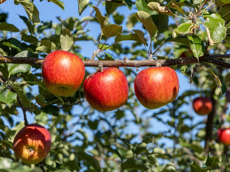 Apfelbaum schneiden Drei reife, rote Äpfel hängen an einem Ast in der Sonne, umgeben von grünen Blättern und vor klarem, blauem Himmel.