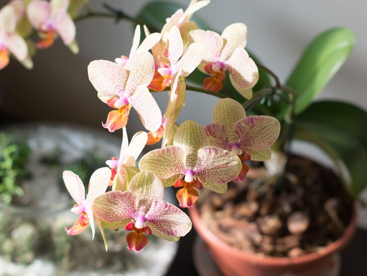 Eine Phalaenopsis-Orchidee mit cremefarbenen Blüten und violett-orangener Musterung blüht im Sonnenlicht neben einem grünen Blumentopf.