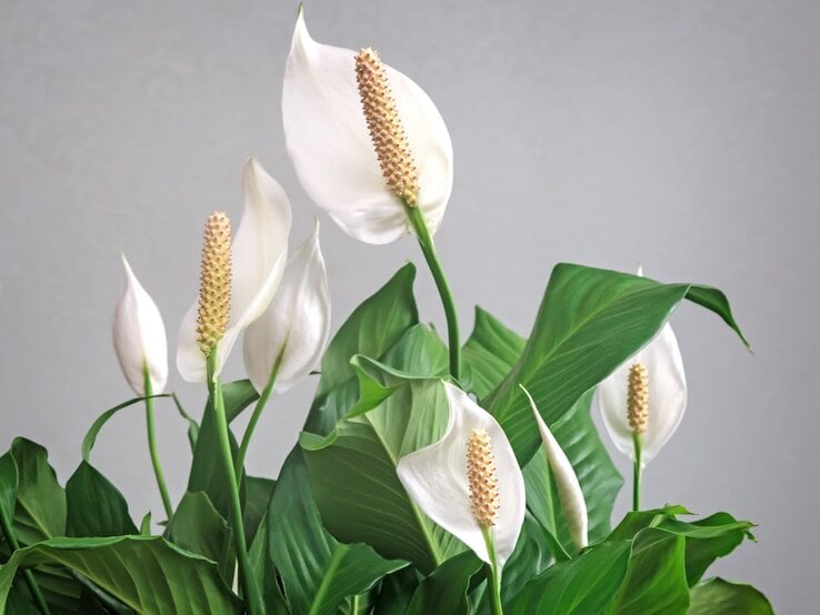 Ein Spathiphyllum mit eleganten, weißen Blüten und langen, grünen Blättern steht vor einer dezenten grauen Wand.