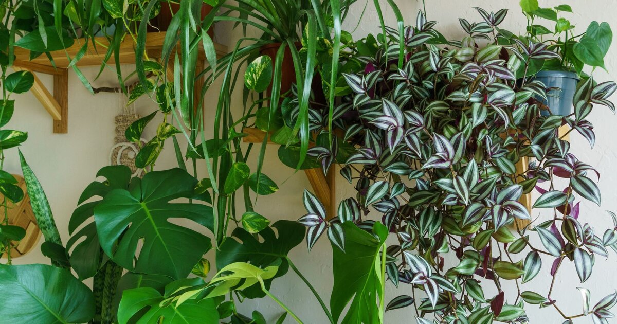 Hängende Zimmerpflanzen Diese Gewächse sind pflegeleicht