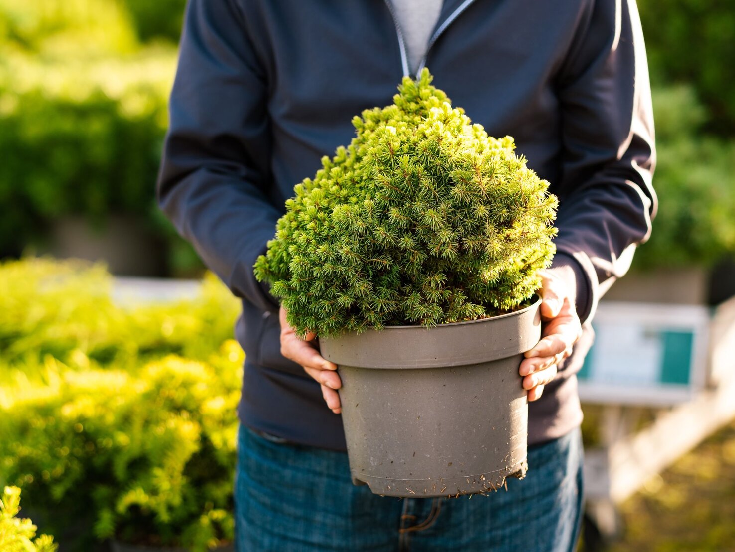 Koniferen düngen Der beste Dünger ist ein Abfallprodukt