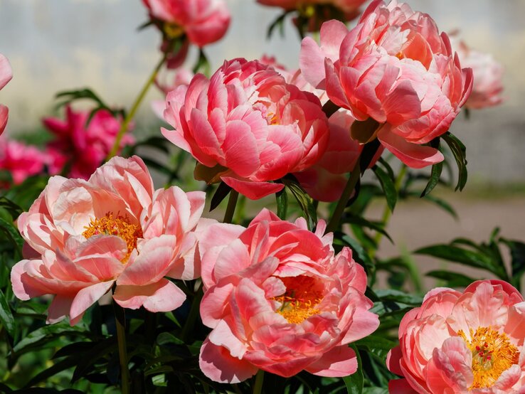 Üppig blühende, rosa Pfingstrosen mit zarten Blütenblättern und goldgelben Staubgefäßen leuchten in der Sonne vor grünem Laub.