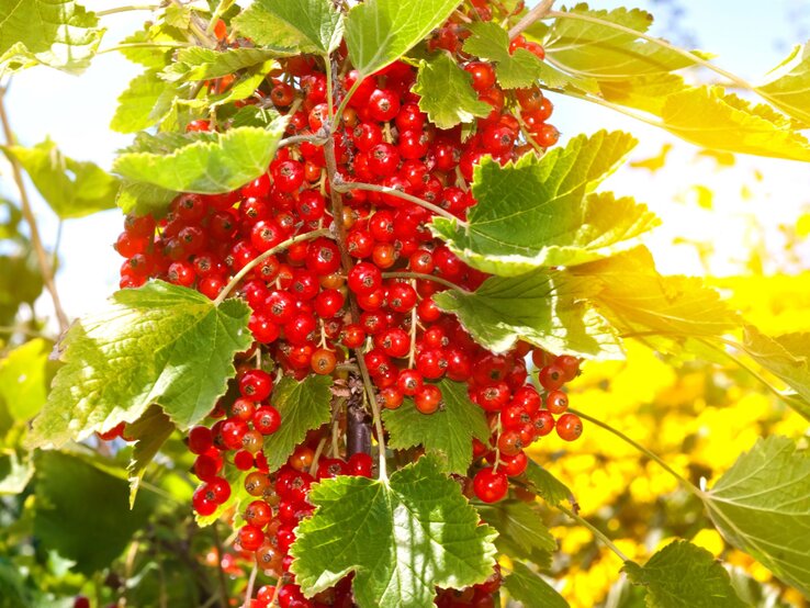 Johannisbeeren düngen Ein dichter Strauch leuchtend roter Johannisbeeren mit grünen Blättern in der Sommersonne vor unscharfem, gelbem Hintergrund.
