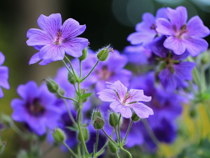 Leuchtend violette Storchschnabelblüten mit feinen Adern und zarten Staubgefäßen blühen vor unscharfem, dunklem Hintergrund.