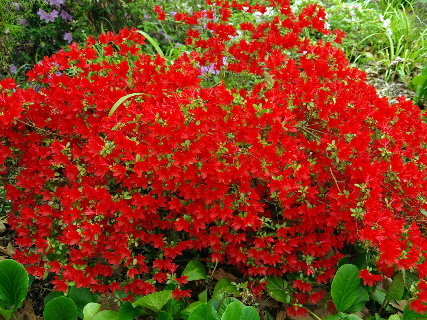 Das sind die 3 schönsten Stauden mit roter Blüte