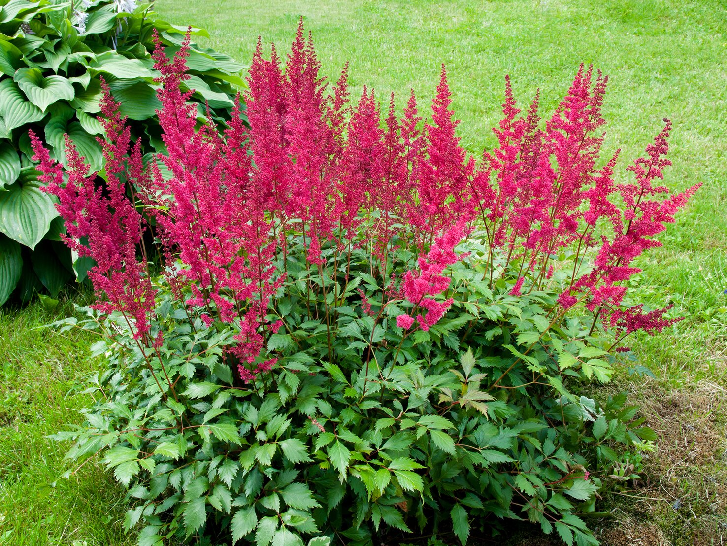 Das sind die 3 schönsten Stauden mit roter Blüte