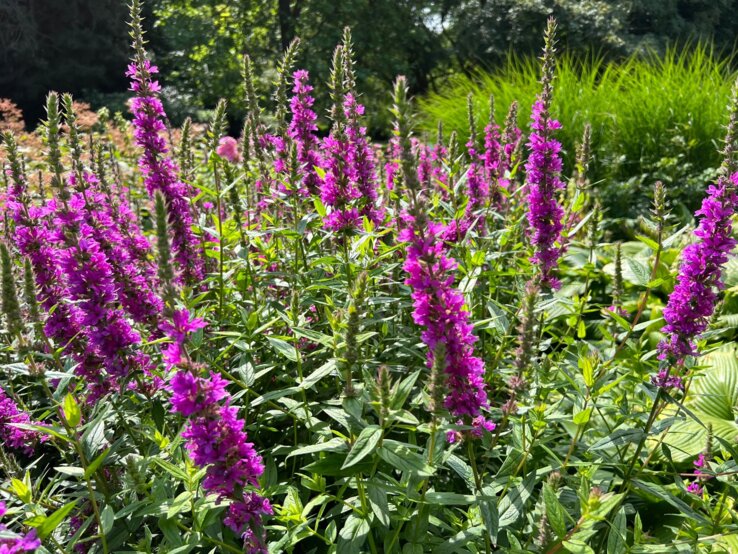 Lila Stauden Leuchtend violette Blutweiderich-Blüten ragen in die Höhe, umgeben von sattgrünen Blättern in einem sonnigen Garten.