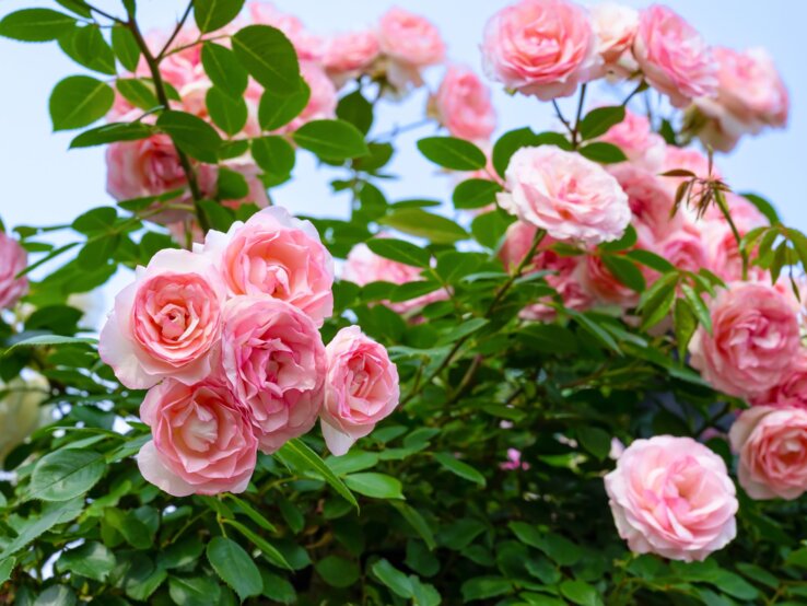 Rosen düngen Üppig blühende rosa Rosen mit zart gefüllten Blüten vor grünem Laub und einem sanft blauen Himmel im Hintergrund.