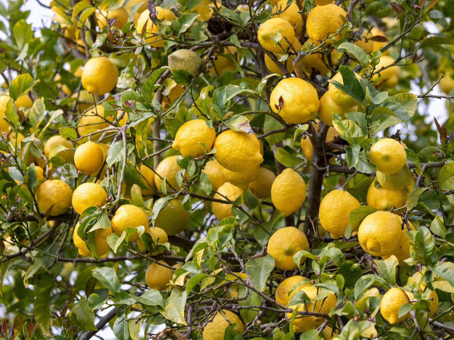 Zitronenbaum-Dünger 300ml - Flüssigdünger Für Zitruspflanzen Mit Dosierkappe