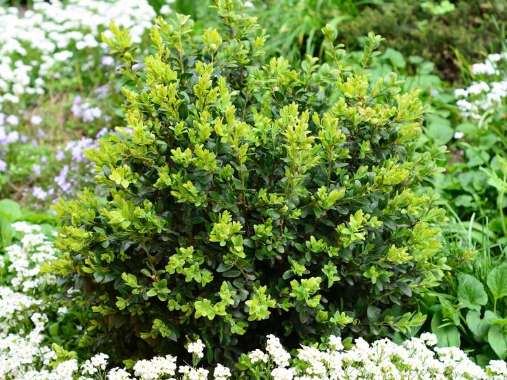 Dicht gewachsener Buchsbaum mit frischem grünen Laub, umgeben von weißen und violetten Blüten im grünen Garten.