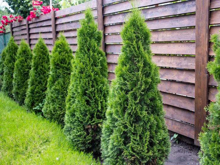 Thuja düngen Dicht gepflanzte, kegelförmige Lebensbäume vor einem Holzzaun mit roten Rosen im grünen Garten.