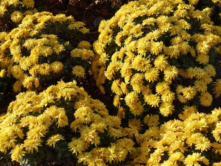 Gelbe Chrysantheme im Staudenbeet