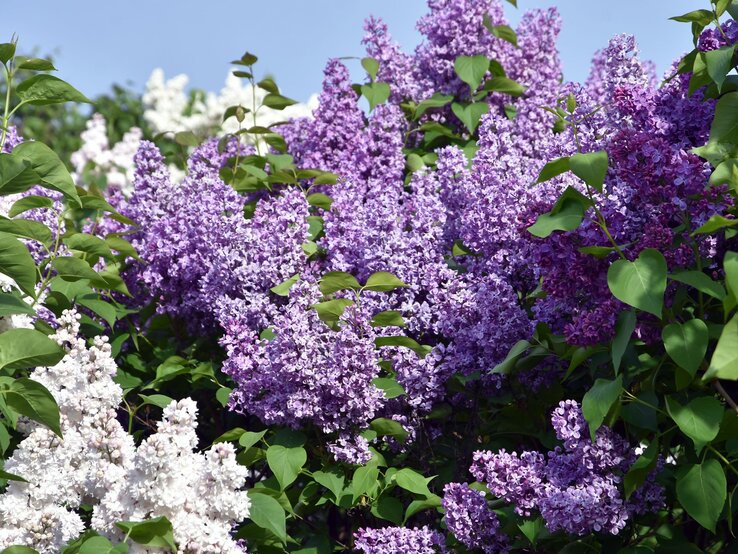 Üppige Fliederbüsche mit violetten und weißen Blüten vor klarem, blauem Himmel und grünem Laub im Sonnenschein.