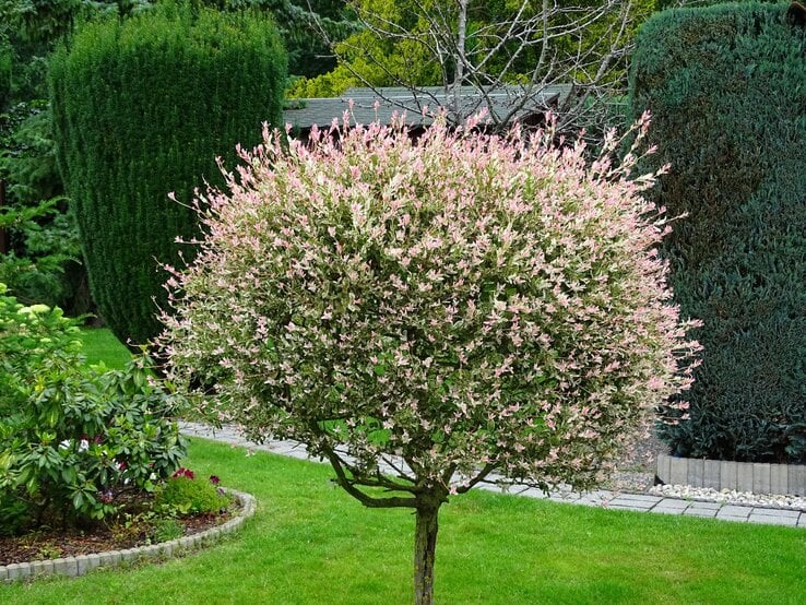 Ein kugelförmig geschnittener Harlekin-Weidenbaum mit rosa-weißem Laub steht auf einer grünen Wiese in einem gepflegten Garten.