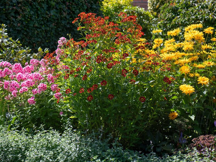 Ein üppiges Blumenbeet mit leuchtend pinkem Phlox, roten Sonnenbraut-Blüten und gelben Sonnenhüten in sommerlichem Sonnenlicht.