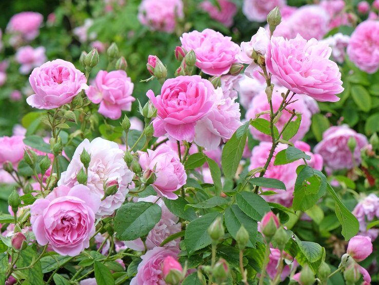 Rosen düngen Üppig blühende rosa Rosen mit zarten Blütenblättern und grünen Blättern in einem sommerlichen Garten.