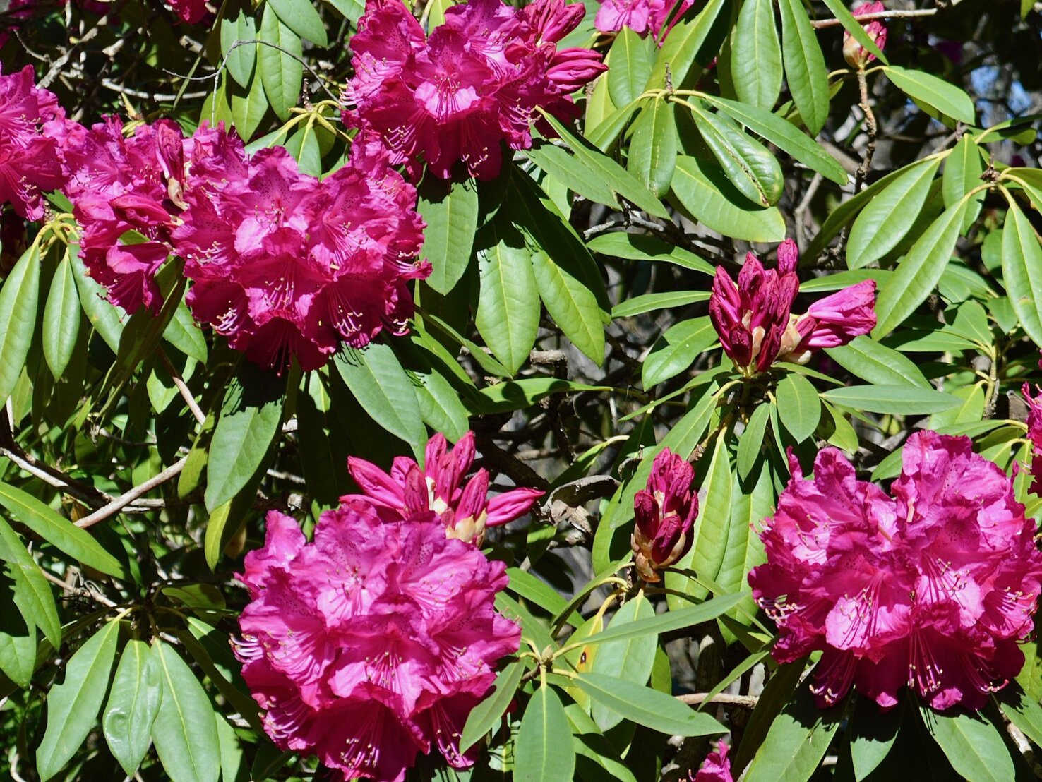 Rhododendron düngen Nutze dieses einfache Abfallprodukt