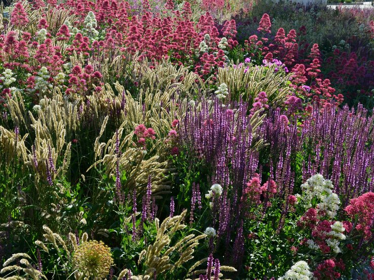 Üppige Blumenwiese mit violetten Salbeistauden, rosa Spornblumen und goldgelben Gräsern unter hellem Sonnenlicht.