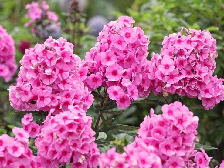 Üppige, leuchtend pinke Flammenblumen blühen in dichten Dolden vor grünem Laub im sommerlichen Garten.