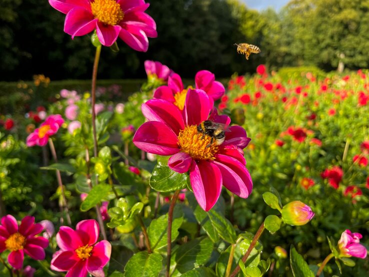 Pinke Dahlien leuchten im Morgenlicht, auf einer Blüte sammelt eine Hummel Nektar, eine Biene schwebt daneben.